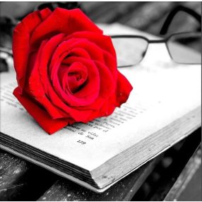 AZ1871 Rose and book 25x25 cm