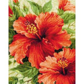 1967 Hibiscus 40x50 cm