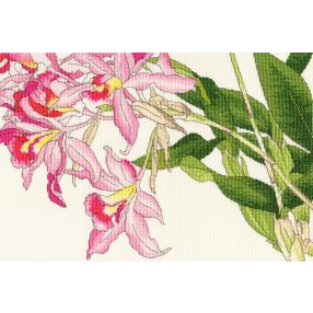 XBD16 Orchid Blooms 36x24 cm