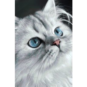 WD3003 Cat eyes 20x30 cm