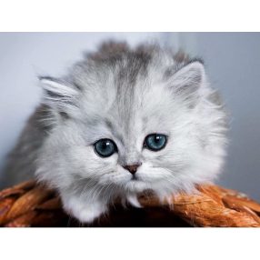 WD3001 Little fluffy 40x30 cm