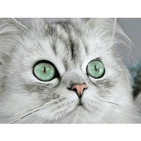 WD3000 Magnetic eyes 40x30 cm