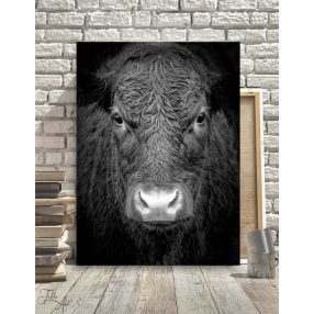2270 Black cow 40x30 cm