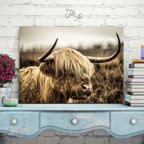2272 Highland cow 40x30 cm