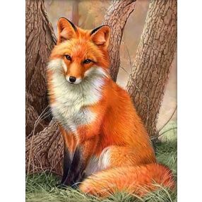 AM4063 Red Fox 30x40 cm