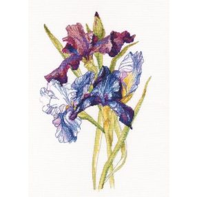 M580 Irises rainbow 27x36 cm
