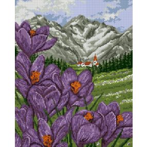 6077 Crocuses in the mountains 40x50 cm