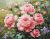 B717 The Roses Garden 44x35 cm