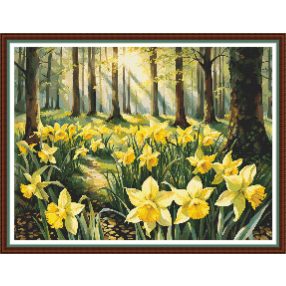 CRC - Nárcisz erdő