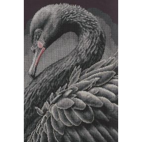 PN-0216657 Black swan 28x43 cm