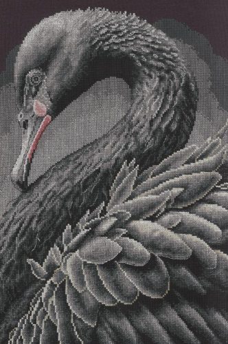 PN-0216657 Black swan 28x43 cm