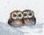 S1665 Owl's gatherings 22x17 cm