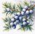 S1725 A sprig of juniper 20×20 cm