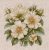 S1731 Wild rose hips 23×23 cm