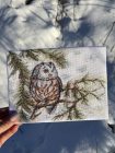 SANS-73 Little Owl 20x15 cm
