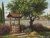 SK304 Under the Lemon Tree 39x30 cm