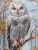 SRA1016 Wildwood Owl 30x40 cm