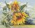 A1033 Sunflowers in the Wind 30x24 cm