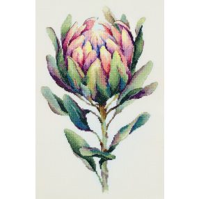 pc-7443 Protea 24,5x38 cm